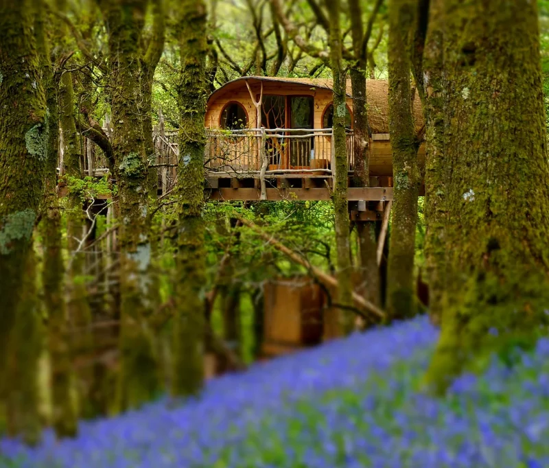 Treehouse in Wales